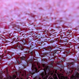 Microgreen Sprouts - Revity Farms