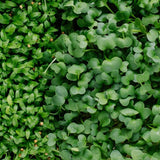 Microgreen Sprouts - Revity Farms