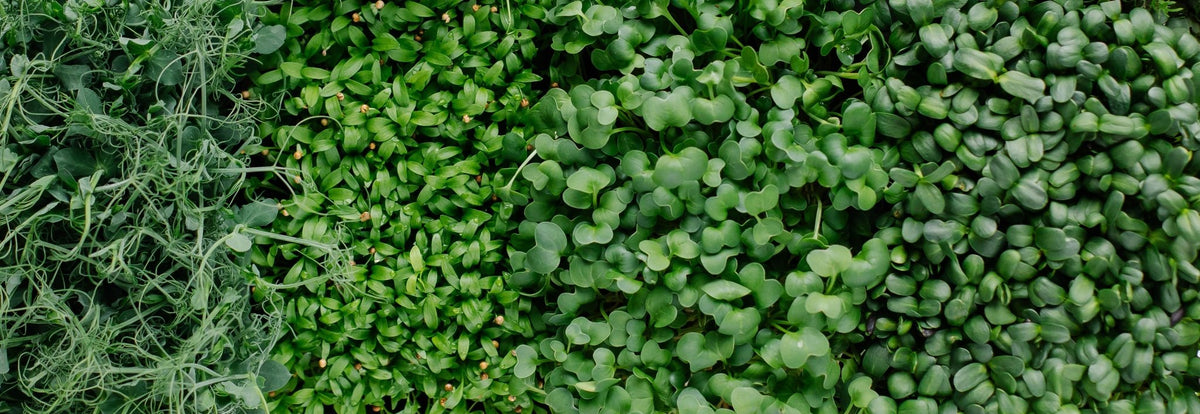 Microgreen Sprouts - Revity Farms