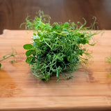 Microgreen Sprouts - Revity Farms