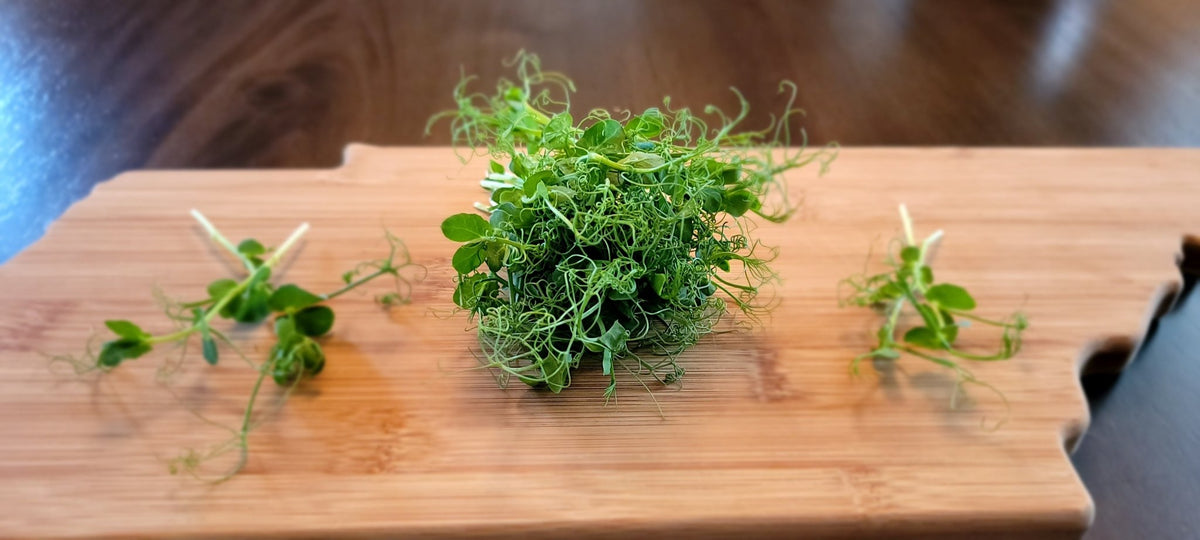 Microgreen Sprouts - Revity Farms