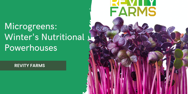 Microgreens: Winter's Nutritional Powerhouses