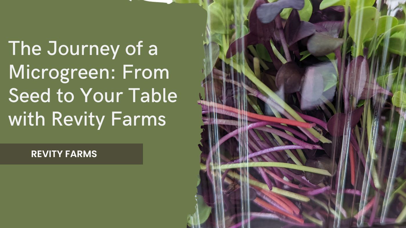 The Journey of a Microgreen: From Seed to Your Table with Revity Farms