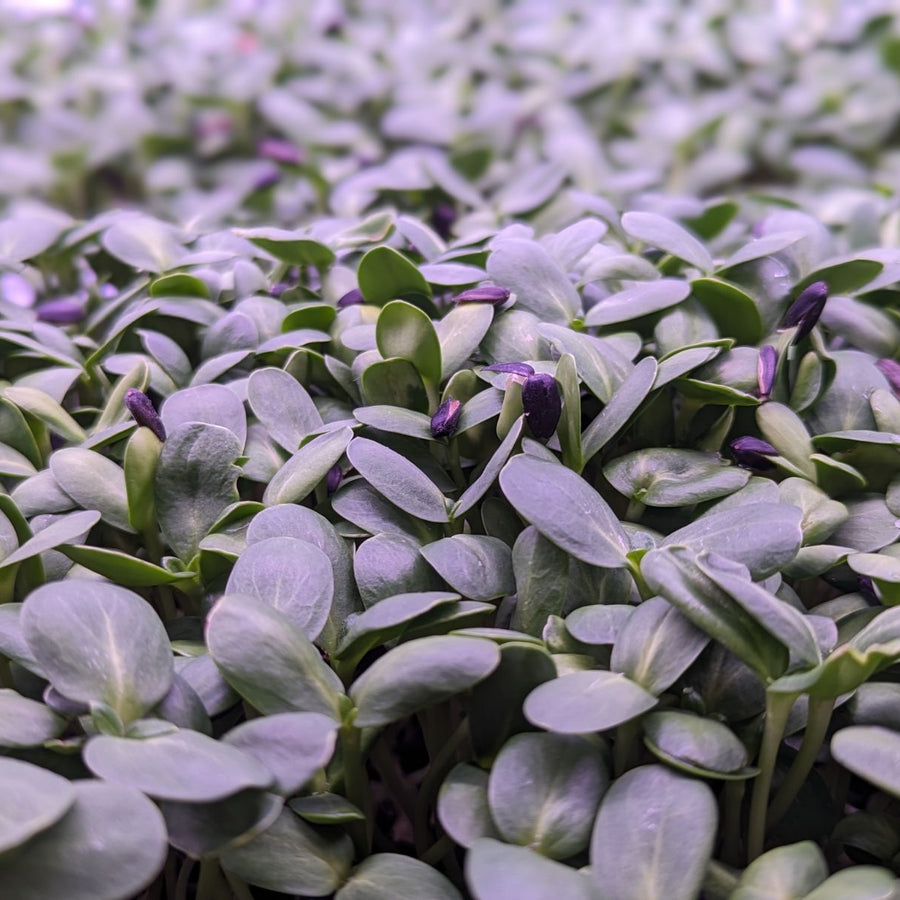 Microgreen Sprouts - Revity Farms