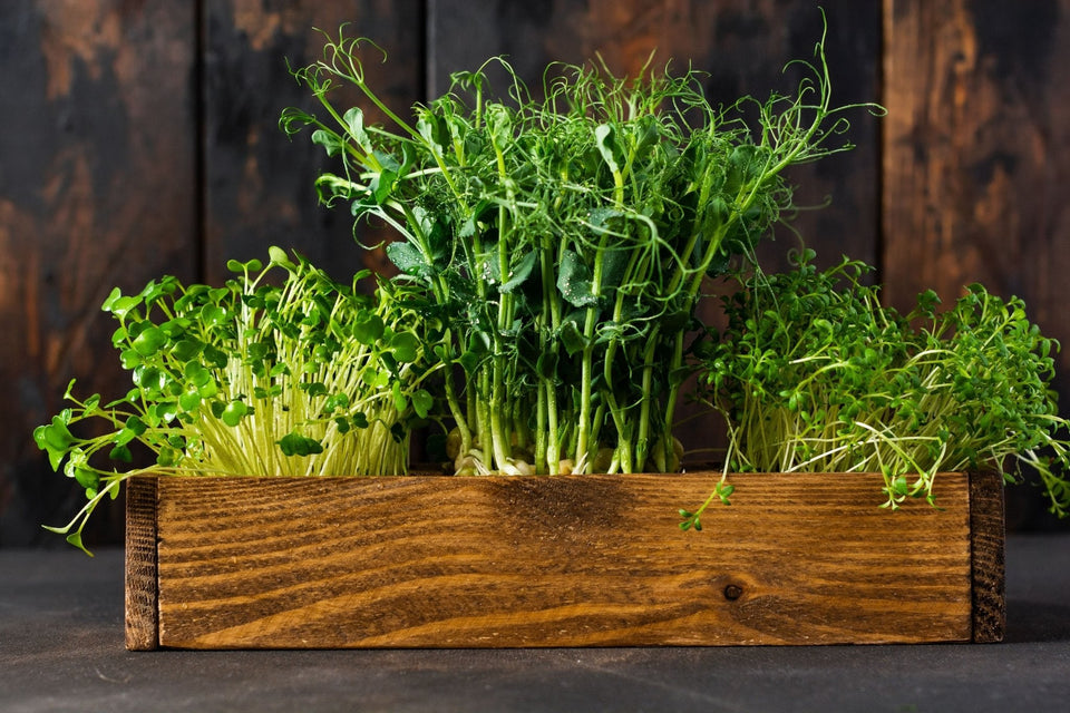  Microgreen Sprouts - Revity Farms