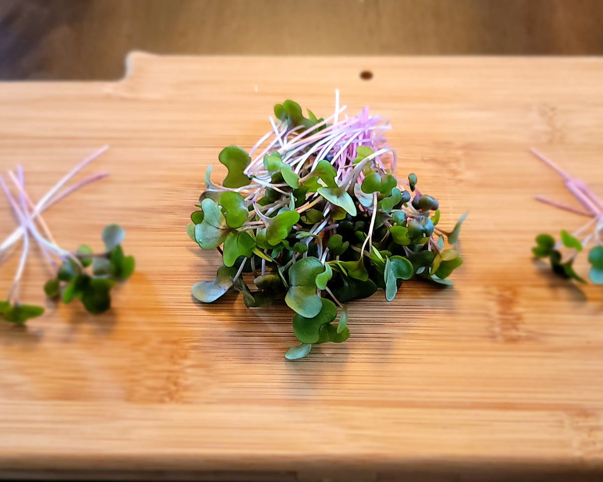 Grown Organic Microgreen Sprouts