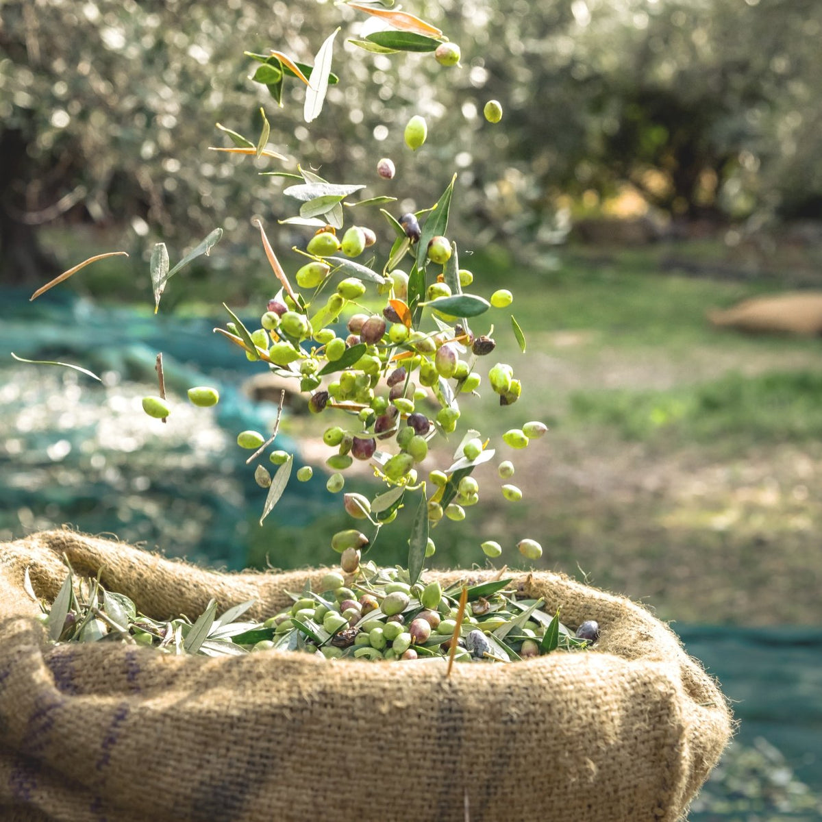 Mediterranean Olive Oil - Revity Farms