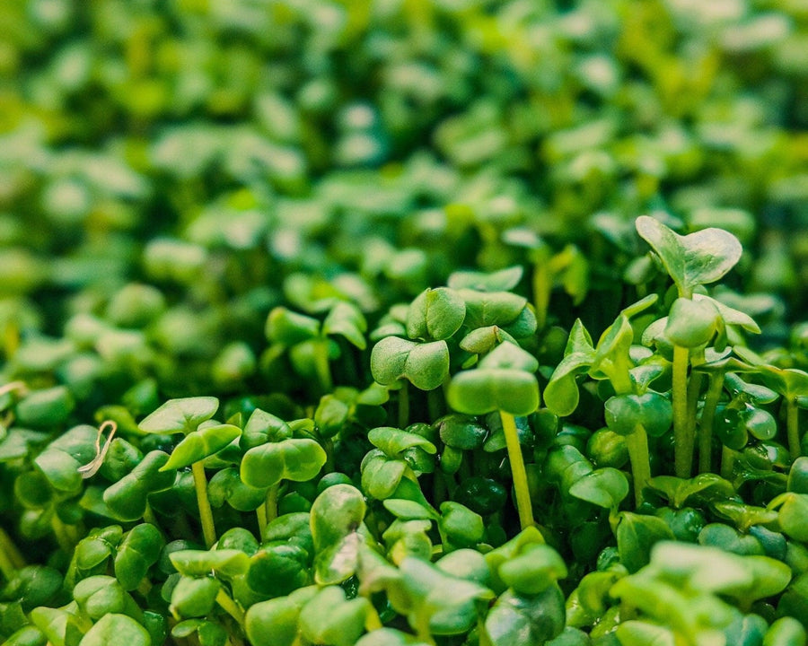 Microgreen Sprouts - Revity Farms