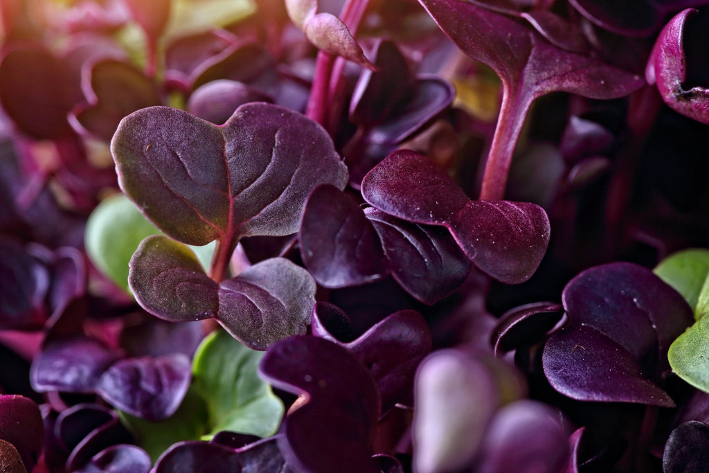 Microgreen Sprouts - Revity Farms