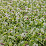 Microgreen Sprouts - Revity Farms