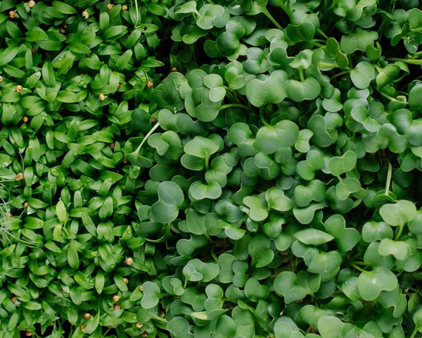 Microgreen Sprouts - Revity Farms