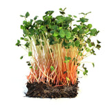 Microgreen Sprouts - Revity Farms